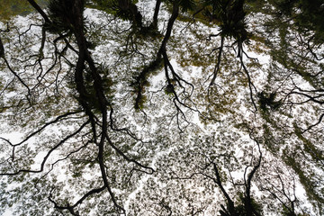 Beautiful silhouette view of tree consist of leaf and branch for background