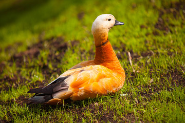 adult beautiful orange duck standing on grass