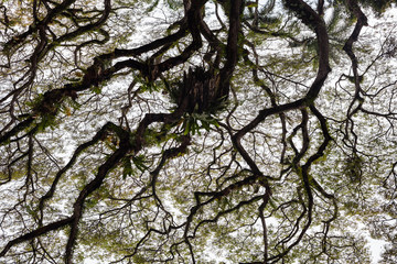 Beautiful silhouette view of tree consist of leaf and branch for background