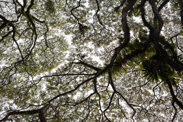 Beautiful silhouette view of tree consist of leaf and branch for background