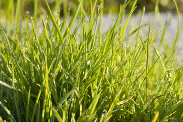 Obraz premium Morning drops in the grass.