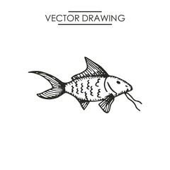 saltwater fish drawing