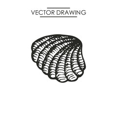 shell drawing. vector illustration