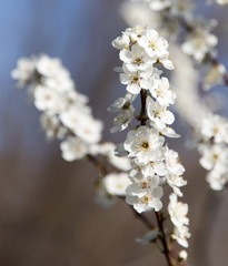 flowers on the tree in nature