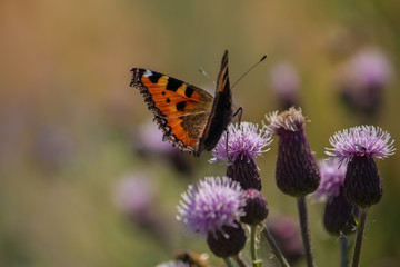 Butterfly on thistle flower 4, Bavaria, Germany