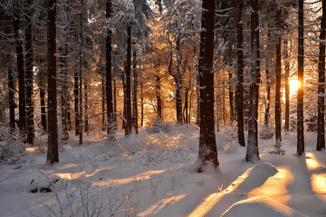 verschneite Winterlandschaft Sonne Winterwald
