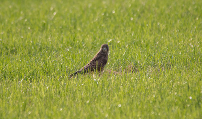 Sitting falcon in a meadow, Bavaria, Germany