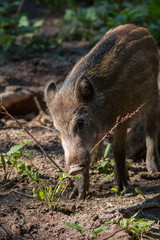 Wild boar in the forrest 10, Fuerth, Germany