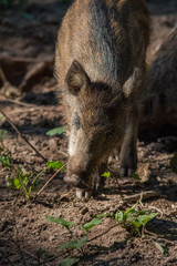 Wild boar in the forrest 3, Fuerth, Germany