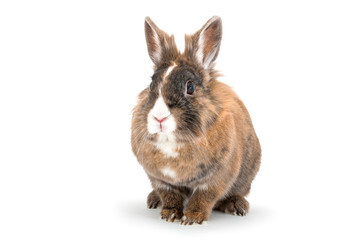 Fototapeta premium isolated image of a lionhead rabbit