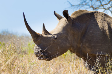 Isolated rhinoceros close up, South Africa