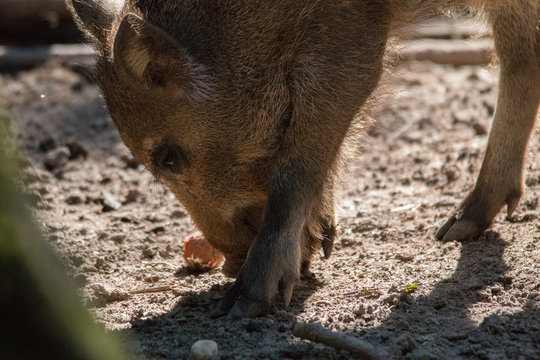 Wild Boar In The Forrest, Fuerth, Germany