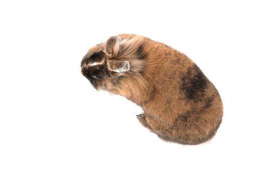 isolated image of a lionhead rabbit