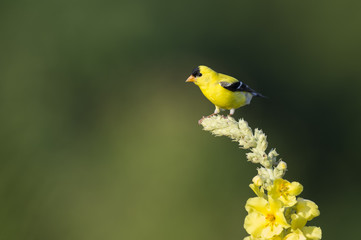 Yellow Bird on Yellow Flower