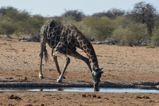 Trinkende Giraffe