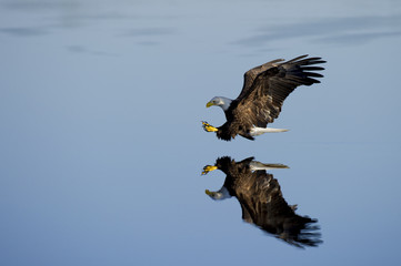 Eagle with Clear Reflection