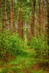 Summer green forest with path, natural outdoor seasonal background.