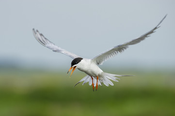 Squawking Forsters Tern