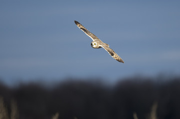 Short-Eared Owl Flying 8
