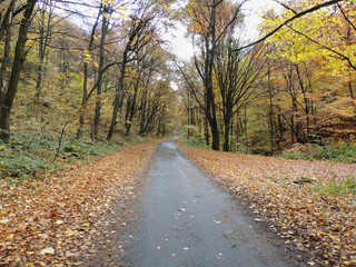 Fototapeta na wymiar Autumn in the Carpathian Mountains. Transcarpathia, Ukraine.