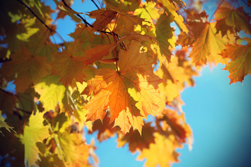 Fototapeta na wymiar Branches of beautiful autumn maple
