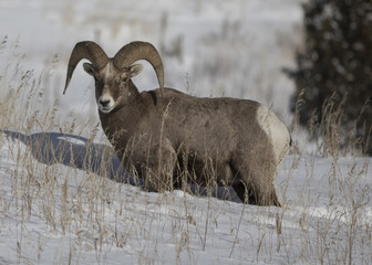 Bighorn4