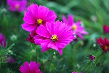 Obraz premium Nature background with pink Cosmos flowers