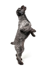 isolated image of a schnauzer