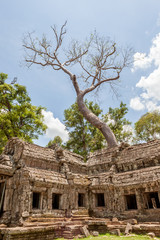 The Giant and old tree at Ta Prohm, Angkor Wat.