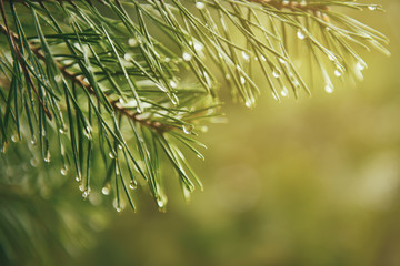Naklejka na ściany i meble Abstract background from conifer evergreen pine tree branches with dew water drops, natural outdoor hipster concept