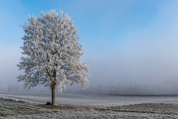Baum mit Reif und Nebel
