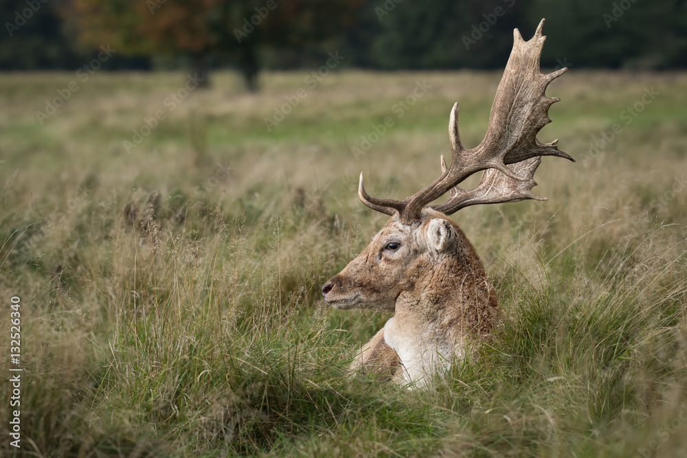 Poster a close up profile photograph of a fallow deer stag lying in the grass with large antlers and lookin