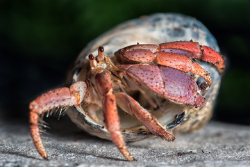 A close up photograph of a hermit crab emerging from the host shell - obrazy, fototapety, plakaty