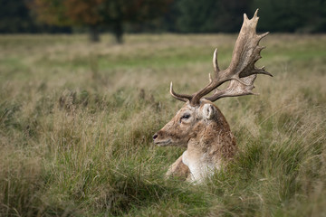 A close up profile photograph of a fallow deer stag lying in the grass with large antlers and looking left