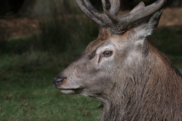 A very close side profile photograph of a red deer stag clearly showing its eye and antlers looking to the left