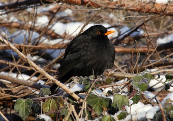 Amsel im Winter