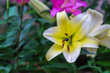 Fototapeta premium lily flowers blossom in a botanical garden in winter.