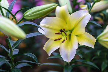 lily flowers blossom in a botanical garden in winter.