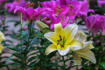 Fototapeta premium lily flowers blossom in a botanical garden in winter.