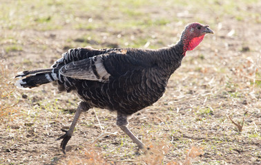 a turkey on a farm outdoors