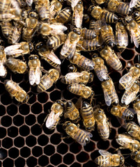 Bees on a framework with honey in the apiary