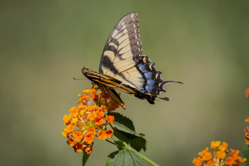 insects