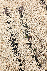 Coffee beans left rto dry