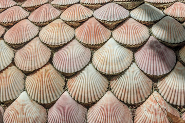 texture of marine shells in Quintana Roo, Mexico