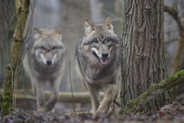 Obraz premium they are coming