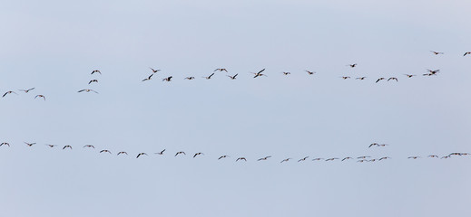 a flock of birds in the sky