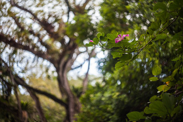 Close up of leaf view with swirly bokeh