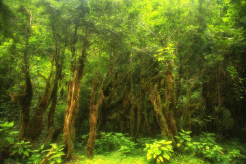 magic forest