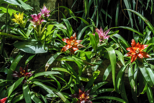 background of bromeliads in Xcaret, Quintana Roo, Mexico.