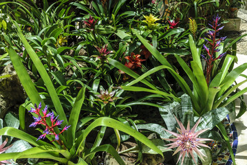 background of bromeliads in Xcaret, Quintana Roo, Mexico.